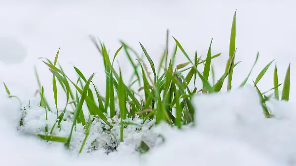 grass from under the snow
