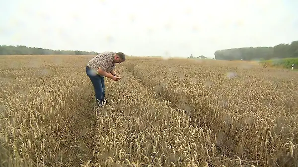 Bauern können keinen Weizen ernten
