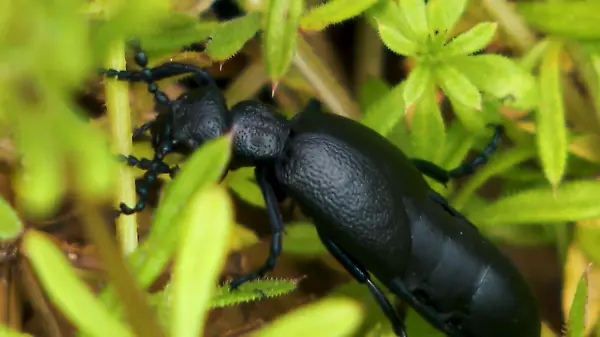 Wie gefährlich sind Ölkäfer, Super-Zecke, Tiger-Mücke?