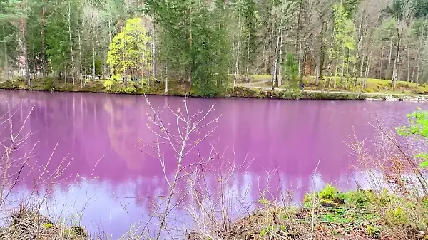 See im Ostallgäu leuchtet plötzlich lila