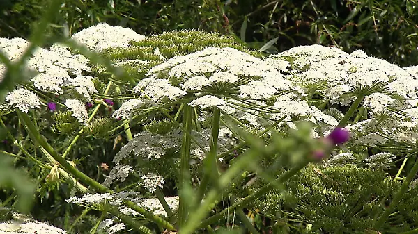 17 Menschen verletzt