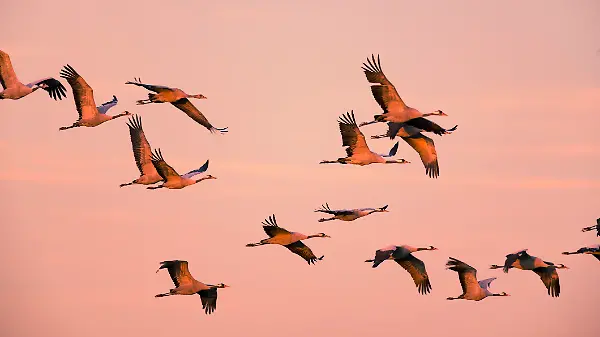 Crane birds or Common Cranes or Eurasian Cranes (Grus Grus) flying in mid air in a sunset during the autumn migration over the moors of Diepholz in Germany. The cranes feed and rest in the fields around the moors in  Lower Saxony, Germany during their migration from the breeding grounds in Northern Germany, Poland and Scandinavia to their winter habitats in Spain and Northern Africa.