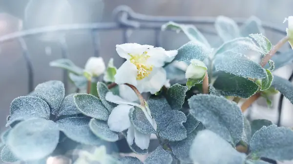 winter,frost,schneerose,winterlich,eisig,frostig,gefroren,christrose,christrosen,schneerosen,weihnachtsrose,weihnachtsrosen *** winter,frost,snow rose,winters,frosts m72-itn