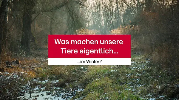 Was sind Winterschlaf, Winterruhe, Winterstarre?