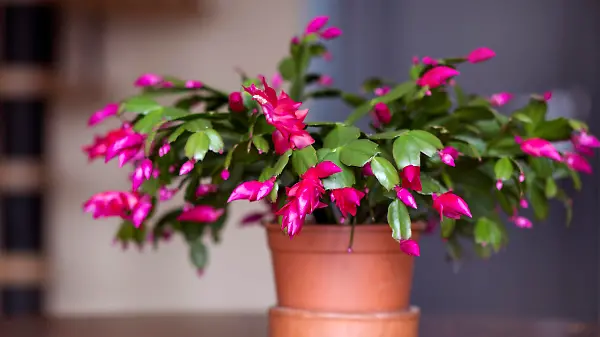 Christmas cactus (Schlumbergera) in pot