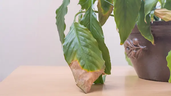 close-up of the green leaves of a spathiphyllum houseplant, yellowed and withered. Home plant care concept. Hobby, home gardening. Diseases of domestic plants