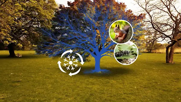 Mehr Straßenbäume gepflanzt als gefällt - Aktion kommt an