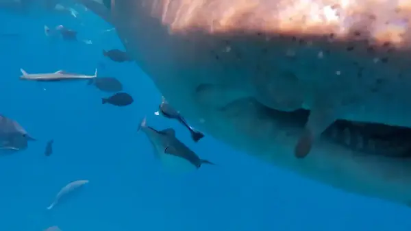 Einzigartiges H(a)ighlight! Taucher fast von Raubfisch verschluckt – DAS rettet ihn