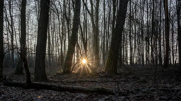 Kahle Bäume im Winterlicht 10.01.2024, Selters: Symbolfoto, Illustrationsbild, Symbolbild, Illustrationsfoto Kahle Bäume