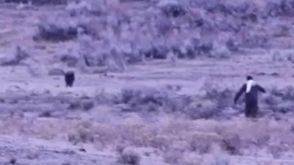 Hirnrissige Aktion im Nationalpark! Besucher legt sich mit Wolfsrudel an