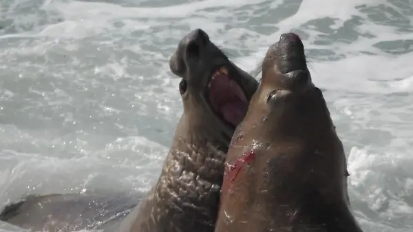 Kampf der Kolosse! See-Elefanten liefern sich blutige Auseinandersetzung