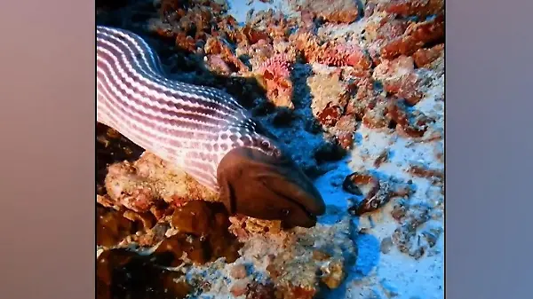 Meeresungeheuer verschlingt Muräne am Stück! Brutaler Todeskampf schockt Taucher