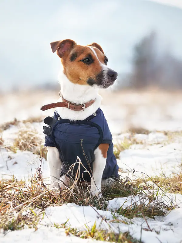 P12 VB FR+ Hund, Schnee