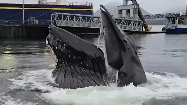 Meeressäuger auf der Jagd! Hafenbesucher starrt plötzlich in riesiges Wal-Maul