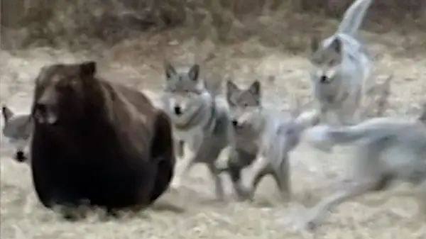Kampf um fette Beute! Wolfsrudel fetzt sich gnadenlos mit Grizzlybär