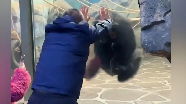 Mann provoziert Gorilla im Zoo - dann flippt der Affe aus!