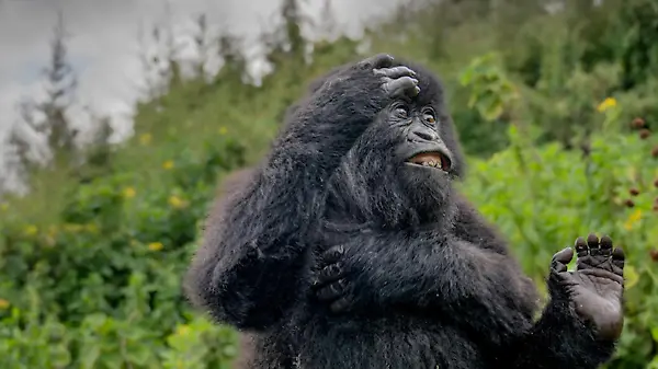 Das sind die lustigsten Tierfotos des Jahres