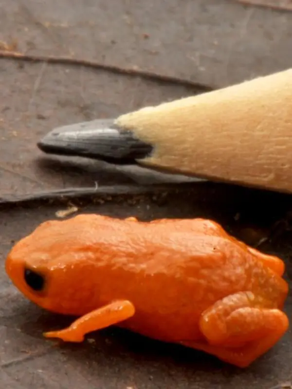 Neues Fröschlein in Brasilien entdeckt