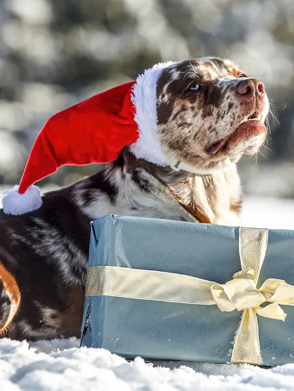 Aktueller Trend für Schnee an Weihnachten: Hier schneit es pünktlich