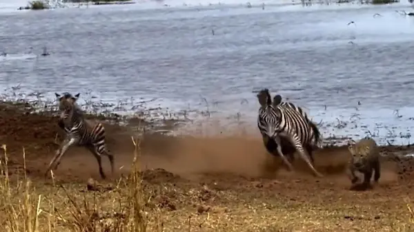 Zebra-Mutter kämpft gegen Leopard – um ihr Fohlen zu retten