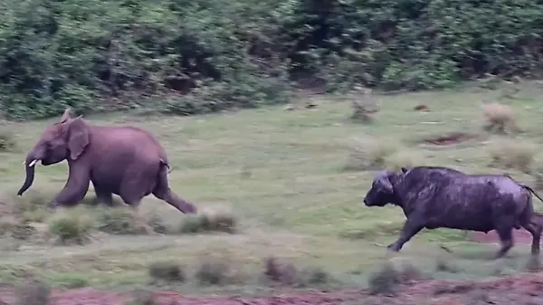 Baby-Elefant zeigt Büffel den Rüssel – und bereut es sofort!