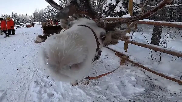 Im Reich der Rentiere! So leben Rudolph und Co. In Finnland