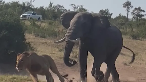 Löwenkampf eskaliert - dann geht Elefant dazwischen!
