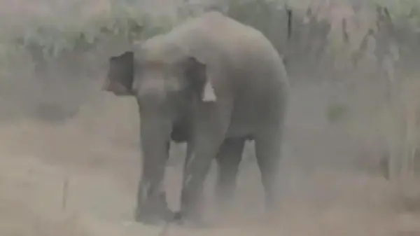 Elefant trampelt Touristen zu Tode – weil der mit ihm ein Foto will!