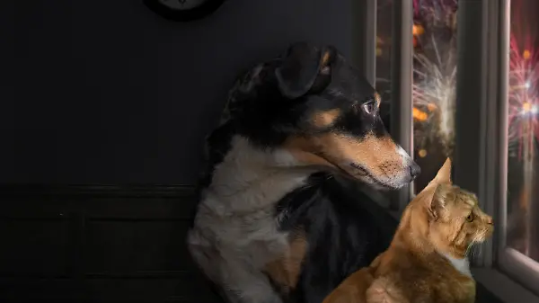 Schlimmste Nacht für Tiere! Diese Tricks helfen an Silvester, wenn geböllert wird