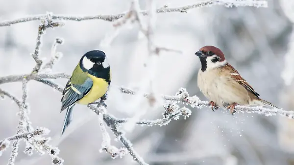 Vergiss das Futterhaus: Diese zwei Dinge retten Vögel im Schnee