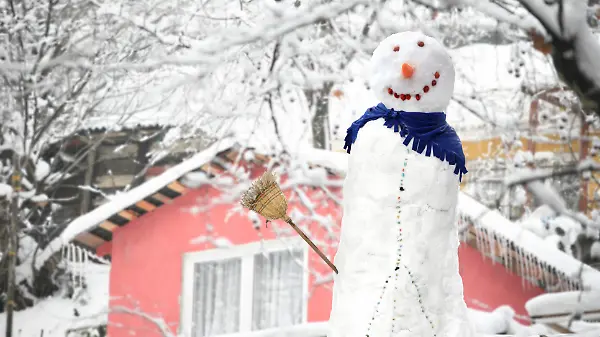 Die häufigsten Gartenfragen im Januar