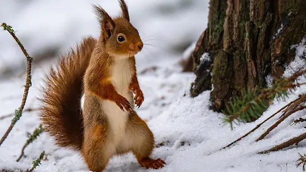 Frost für alle: So überleben Tiere den Winter