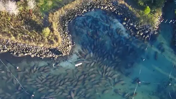 Das bewahrt sie vor dem Tod! Seekühe setzten auf kuriosen Trick