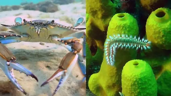 Borstenwurm und Blaukrabbe einfach aufessen