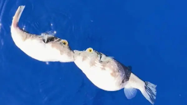 Knutsch-Alarm im Ozean! Fummel-Fische können Lippen nicht voneinander lassen