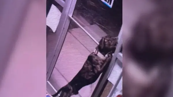 Süßer Ausreißer! So clever büxt Hund Dawson aus Tierheim aus