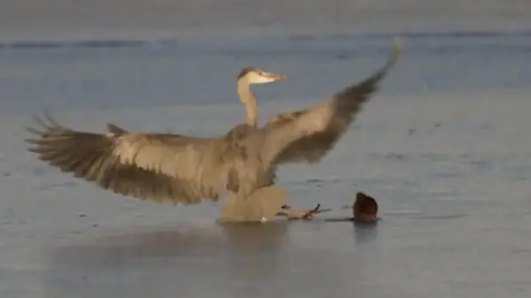 Reiher blamiert sich bis auf die Federn – weil Maus ihn aufs Glatteis führt!
