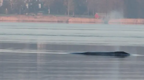 Sensation in Flensburg! Plötzlich schwimmt hier ein Finnwal