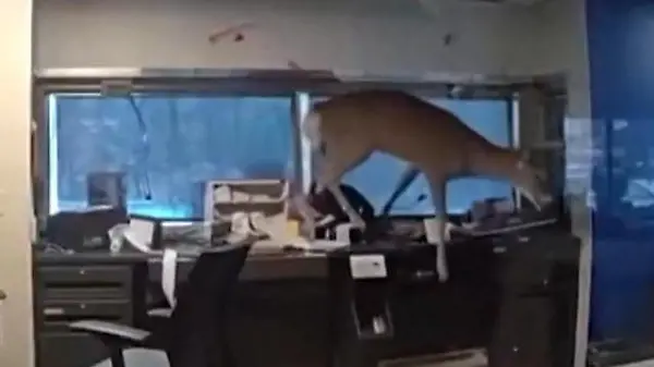 Wilder Banküberfall! Hirsch verwüstet Filiale – und kämpft mit der Polizei