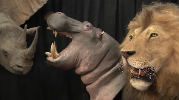 50.000 Euro für einen Elefanten – deutsche Messe wirbt mit Jagdreisen auf exotische Tiere