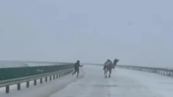 Kamel im Schneesturm! Polizei jagt ausgebüxtes Tier über Autobahn