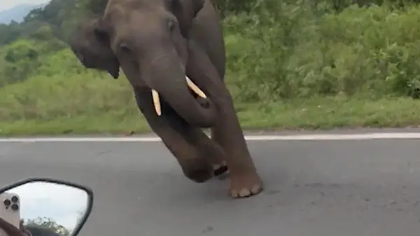 Schutzlos ausgeliefert! Elefant stürmt auf Motorradfahrer zu