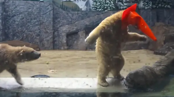 Da ist der (Eis-)Bär los! Raubtier-Zwillinge sorgen im Zoo für Lacher