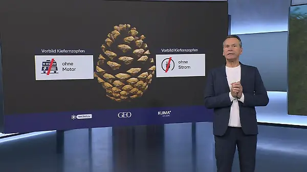 Kiefernzapfen inspirieren nachhaltige Gebäudetechnik