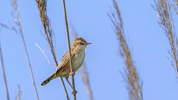 Zilpzalp, Streifenfächerrohrsänger (Cisticola juncidis cisticola) im...
