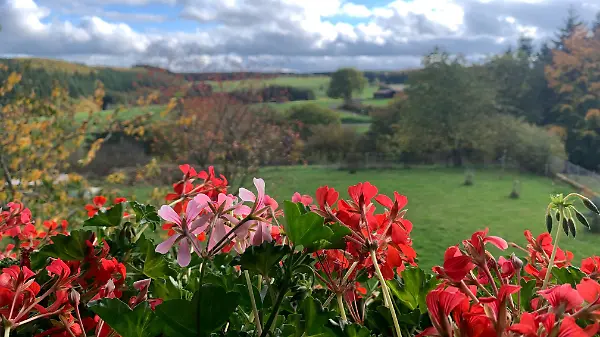 Das ist gar nicht so ungewöhnlich: Geranien blühen gerne bis Ende Oktober. Frost vertragen sie allerdings nicht.