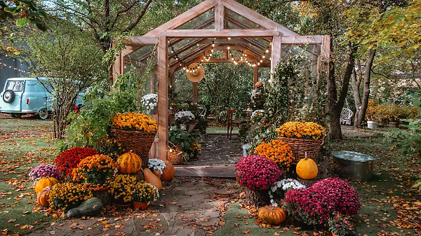 Ein rustikales Gewächshaus zeigt leuchtende Herbstblumen und Kürbisse, umgeben von farbenfrohem Laub. Die Szenerie strahlt eine warme Atmosphäre aus – perfekt für herbstliche Treffen und Feste.