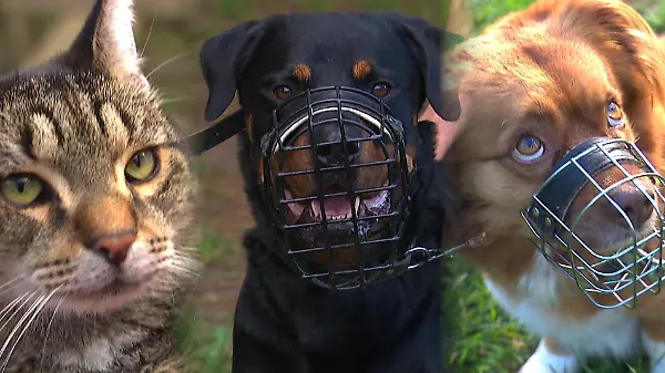 Wenn Tier und Mensch miteinander telefonieren