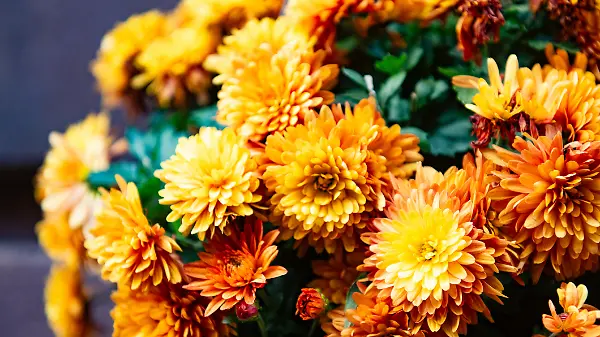Chrysanthemen verzeihen fast alles – fast