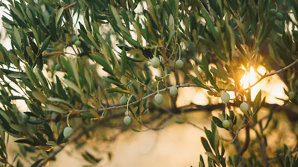 Wie dein Olivenbaum den Winter übersteht